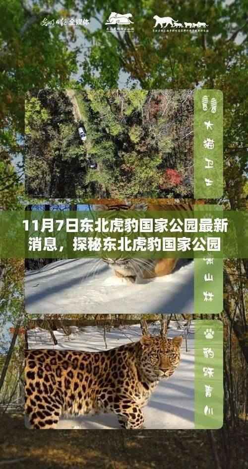 探秘东北虎豹国家公园,小巷深处的独特小店最新消息曝光(11月7日)