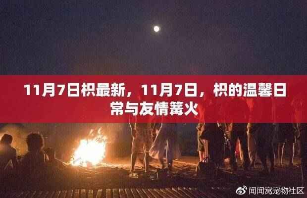 枳的温馨日常与友情篝火,十一月七日最新更新