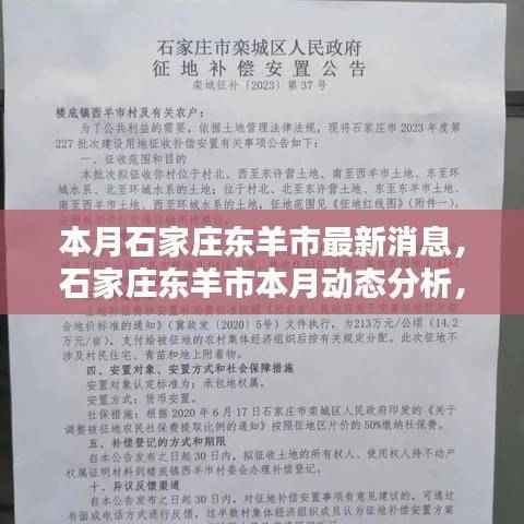 石家庄东羊市本月动态解析,最新消息与观点阐述及其影响探讨