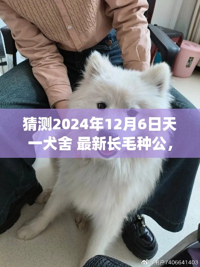 天一犬舍长毛种公展望，未来之星预测（2024年12月6日）