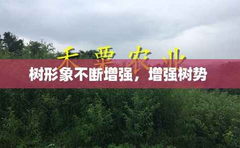 树形象不断增强,增强树势