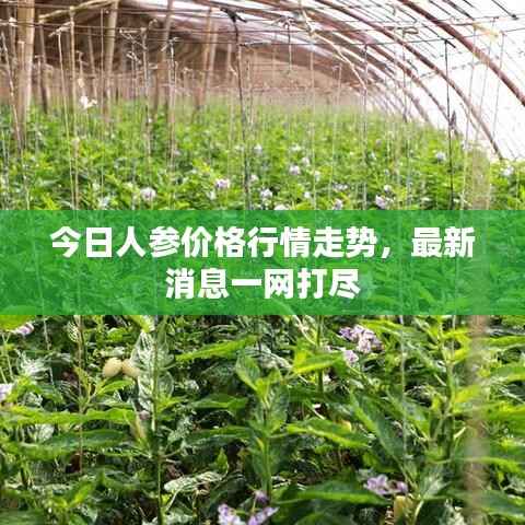 今日人参价格行情走势,最新消息一网打尽