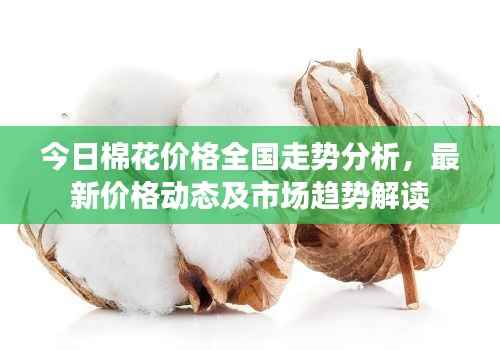 今日棉花价格全国走势分析,最新价格动态及市场趋势解读