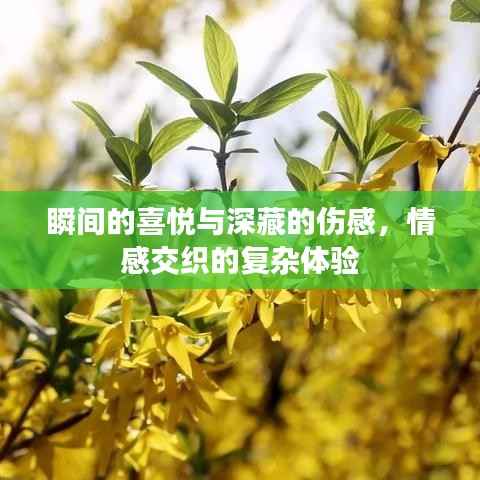 瞬间的喜悦与深藏的伤感,情感交织的复杂体验