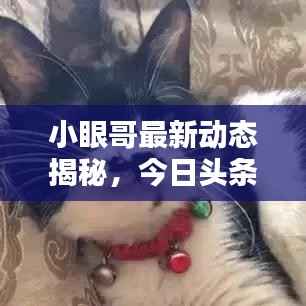 小眼哥最新动态揭秘,今日头条独家消息速递