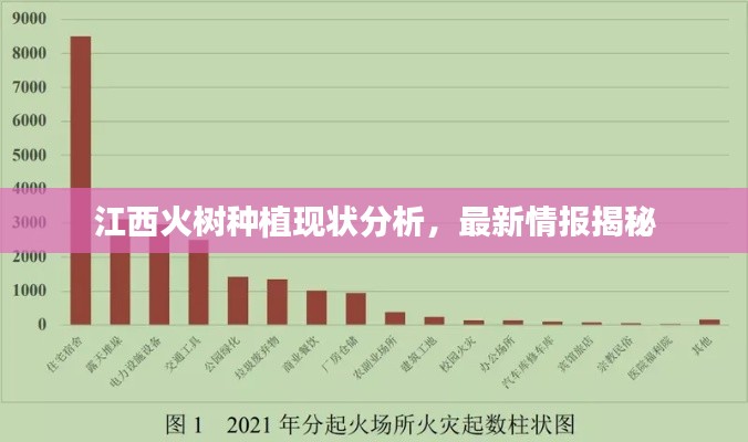 江西火树种植现状分析,最新情报揭秘