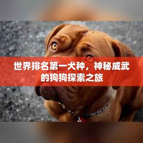 世界排名第一犬种,神秘威武的狗狗探索之旅